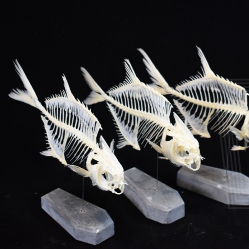 2021 Taxidermy Golden Pomfret Fish Skeleton Replica Bone Model Educational Science Display Art Craft Collection Marine Biology Study Decor