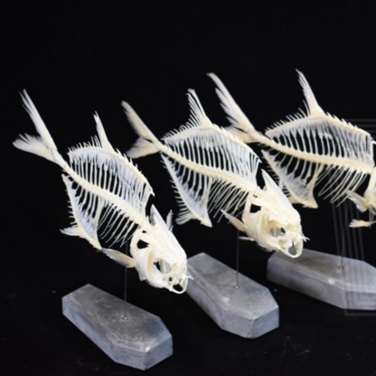 2021 Taxidermy Golden Pomfret Fish Skeleton Replica Bone Model Educational Science Display Art Craft Collection Marine Biology Study Decor