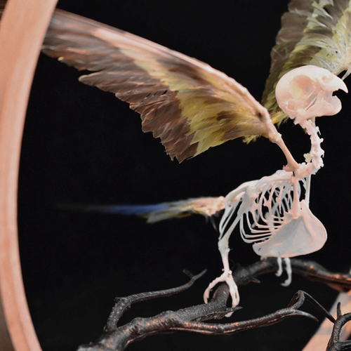2027 Taxidermy Passerine Ossuary Shadowbox Gothic Anatomy Artifact Articulated Skeletal Artistry Ecclesiastical Bird Bone Assemblage