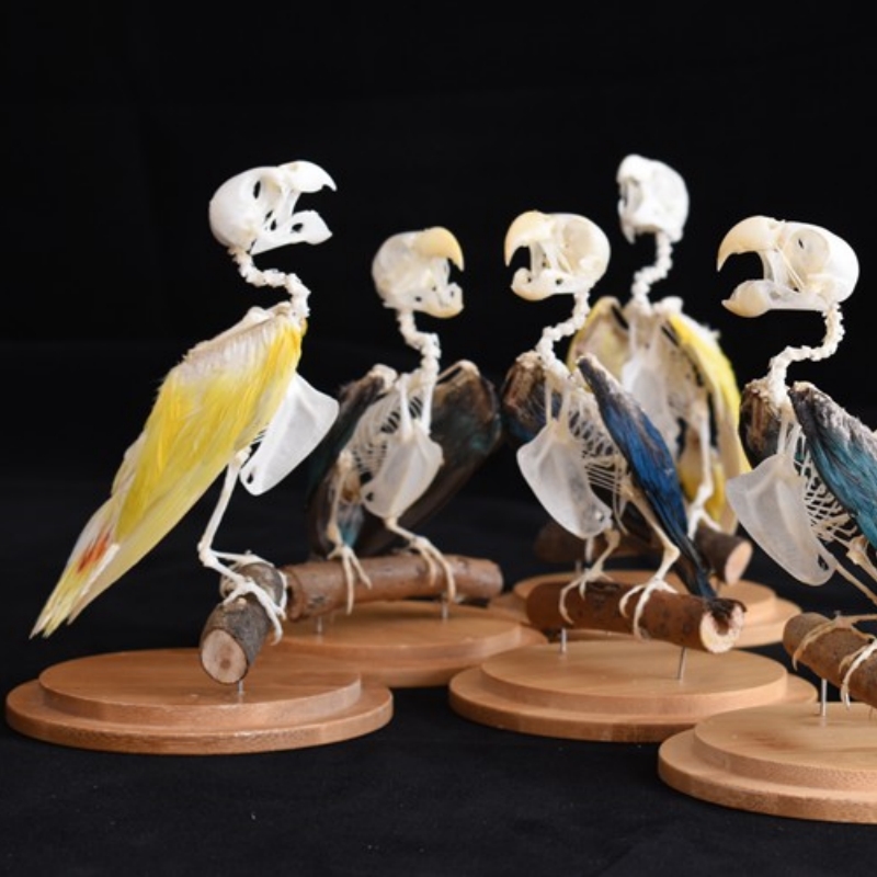 2031 Taxidermy Erect Avian Skeletal Art Glass Dome Display Victorian Osteology Study Bone Articulation Replica Vertical Bird Ossuary