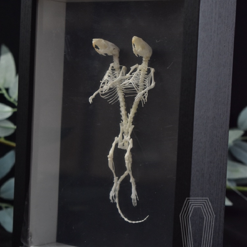 2205 Unique Mouse Skeleton Specimen Dark Decor Mouse Bone Art Creative Gothic Design Home for Dark Theme Rooms Halloween