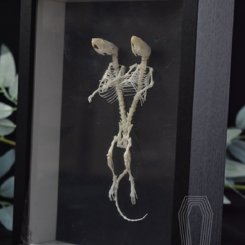 2205 Unique Mouse Skeleton Specimen Dark Decor Mouse Bone Art Creative Gothic Design Home for Dark Theme Rooms Halloween
