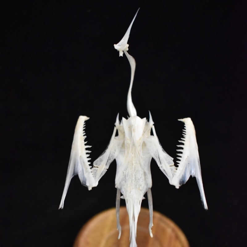 2008 Taxidermy Artificial Bone Crane Figurine Craft Sculpture Oriental Home Decor Spiritual Symbol Artifact Shelf Display Mythical Replica