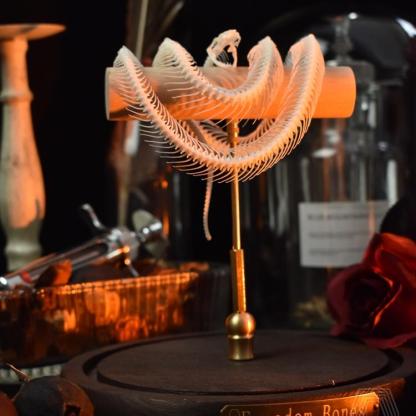 2015 TaxidermyCoiled Serpentine Bone Structure Wood Frame Victorian Curio Cabinet Mythical Creature Display Gothic Anatomy Study Artistry