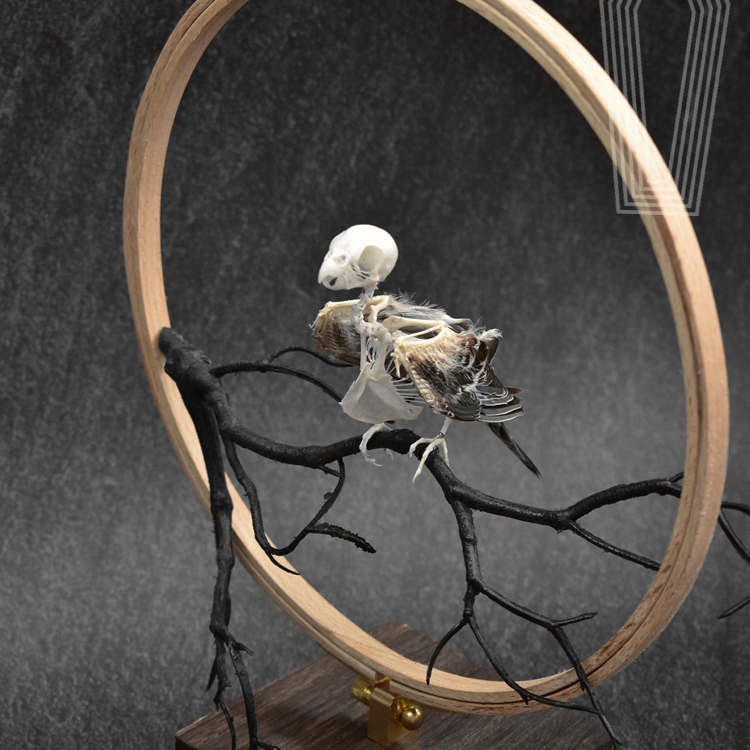 2027 Taxidermy Passerine Ossuary Shadowbox Gothic Anatomy Artifact Articulated Skeletal Artistry Ecclesiastical Bird Bone Assemblage