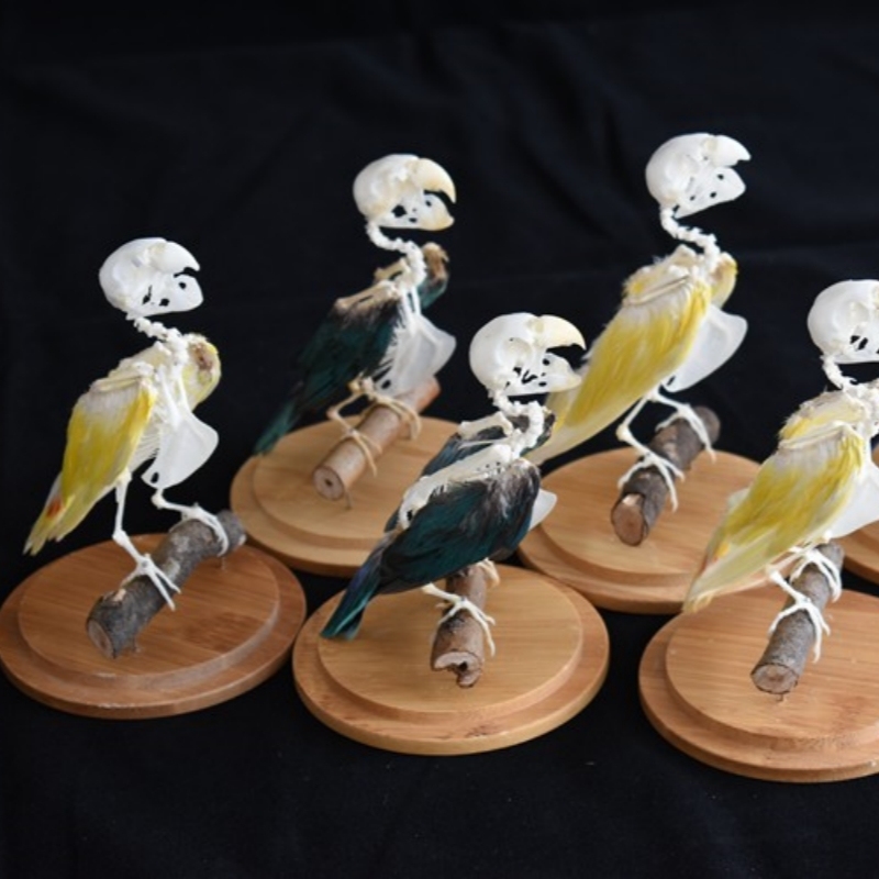 2031 Taxidermy Erect Avian Skeletal Art Glass Dome Display Victorian Osteology Study Bone Articulation Replica Vertical Bird Ossuary