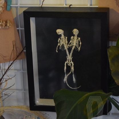 2205 Unique Mouse Skeleton Specimen Dark Decor Mouse Bone Art Creative Gothic Design Home for Dark Theme Rooms Halloween