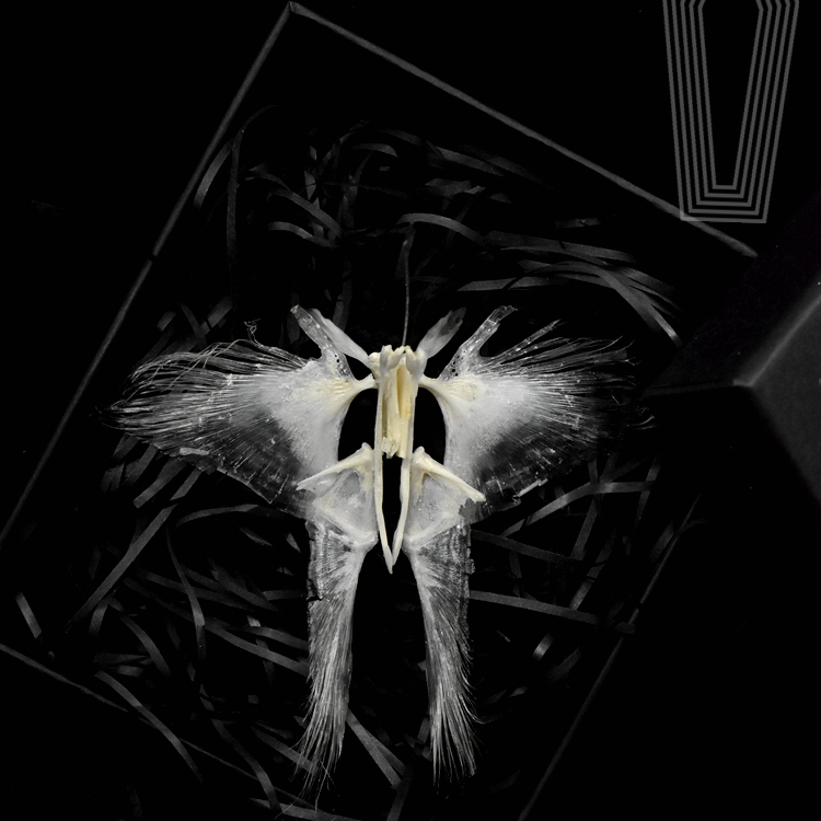 2110 Boutique series Butterfly Skeleton Art Sculpture Natural History Display Biological Craft 3D Wall Decor Unique Collector Gift