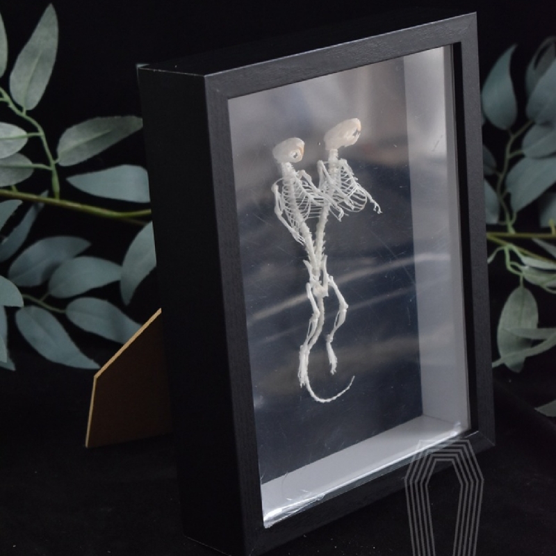 2205 Unique Mouse Skeleton Specimen Dark Decor Mouse Bone Art Creative Gothic Design Home for Dark Theme Rooms Halloween