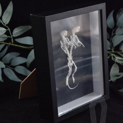 2205 Unique Mouse Skeleton Specimen Dark Decor Mouse Bone Art Creative Gothic Design Home for Dark Theme Rooms Halloween