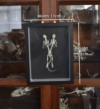 2205 Unique Mouse Skeleton Specimen Dark Decor Mouse Bone Art Creative Gothic Design Home for Dark Theme Rooms Halloween
