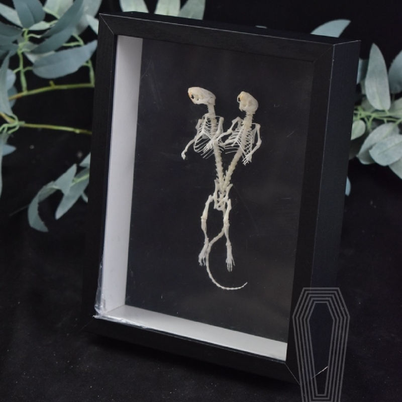 2205 Unique Mouse Skeleton Specimen Dark Decor Mouse Bone Art Creative Gothic Design Home for Dark Theme Rooms Halloween