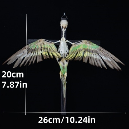 2026 Taxidermy Avian Cruciform Skeletal Art Gothic Reliquary Display Bone Configuration Victorian Ornithology Replica Ecclesiastical Bird