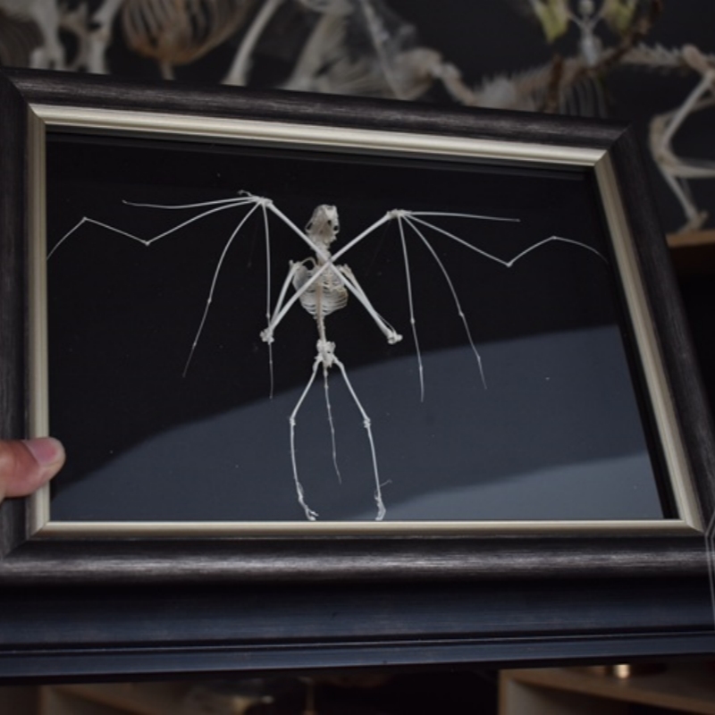 2126 Boutique series Bat Skeleton Art Wall Decor Gothic Home Display Frame Ethical Craft Non-Toxic Animal-Friendly Nocturnal Gothic Decor