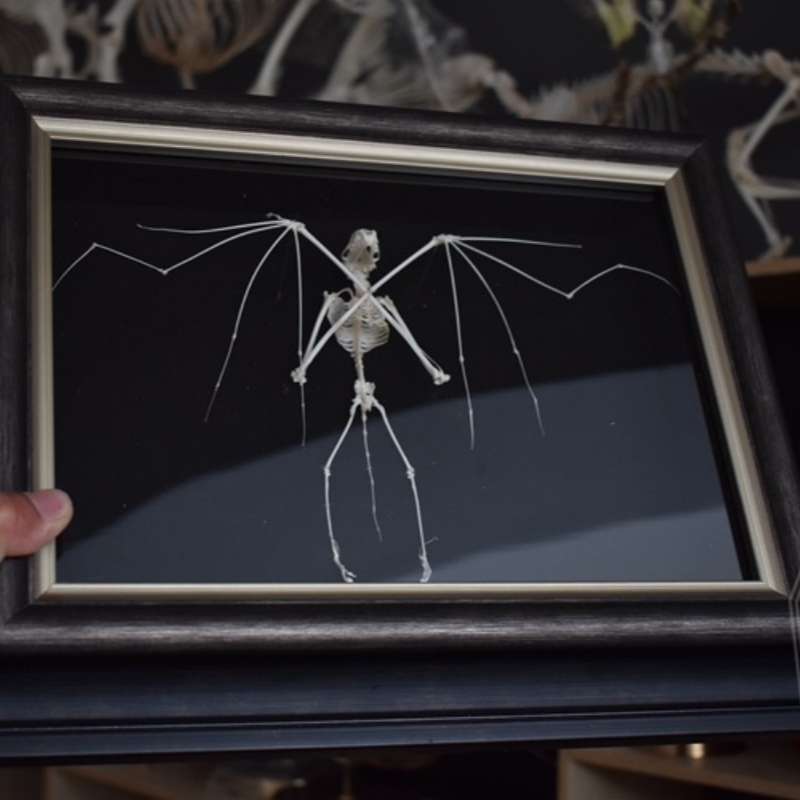 2126 Boutique series Bat Skeleton Art Wall Decor Gothic Home Display Frame Ethical Craft Non-Toxic Animal-Friendly Nocturnal Gothic Decor