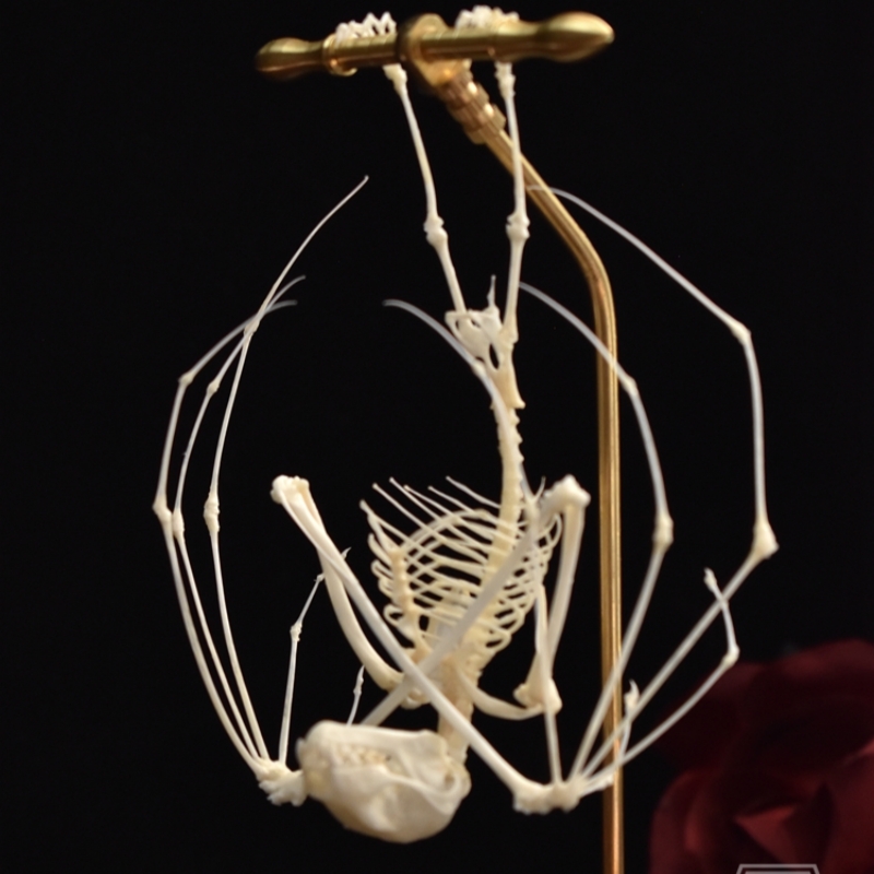 2113 Boutique series bat Bone Taxidermy Home Decoration Hanging Animal Sculpture Collectibles Room Decoration Friends Lovers Birthday Gift