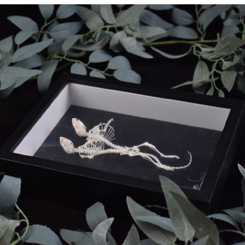2205 Unique Mouse Skeleton Specimen Dark Decor Mouse Bone Art Creative Gothic Design Home for Dark Theme Rooms Halloween