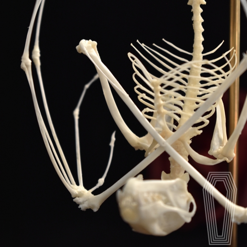 2113 Boutique series bat Bone Taxidermy Home Decoration Hanging Animal Sculpture Collectibles Room Decoration Friends Lovers Birthday Gift