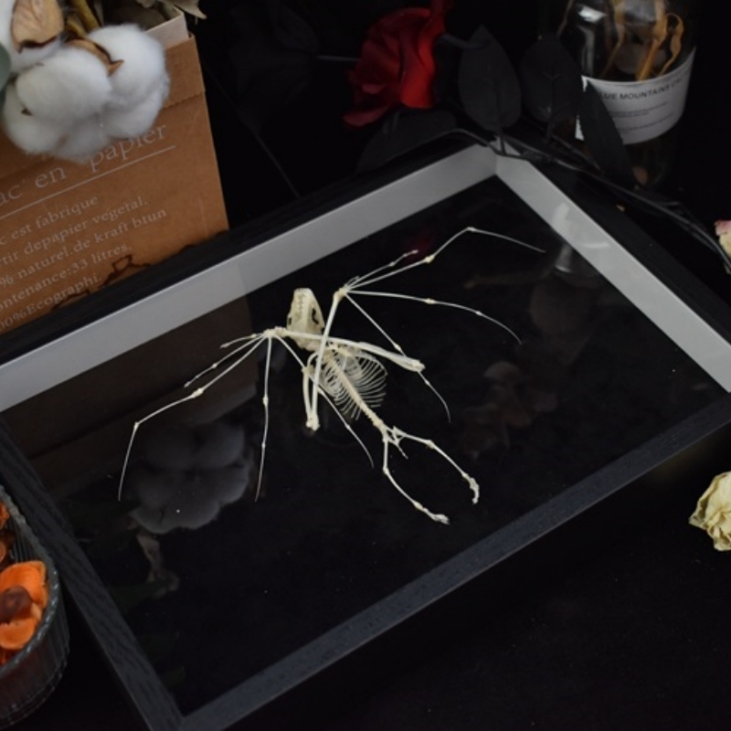 2126 Boutique series Bat Skeleton Art Wall Decor Gothic Home Display Frame Ethical Craft Non-Toxic Animal-Friendly Nocturnal Gothic Decor