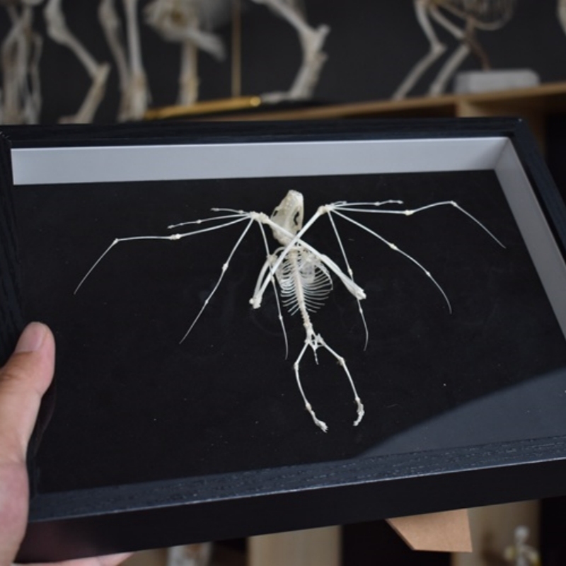 2126 Boutique series Bat Skeleton Art Wall Decor Gothic Home Display Frame Ethical Craft Non-Toxic Animal-Friendly Nocturnal Gothic Decor