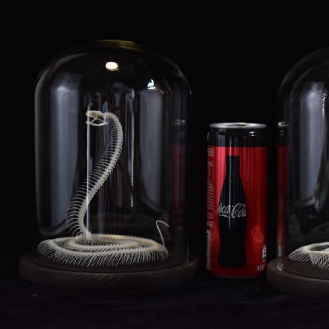 2034 Ascending Serpent Bone Vitrine Occult Zoology Display Mythical Vertebrae Hand Crafted Helical Serpentine Ossuary Art