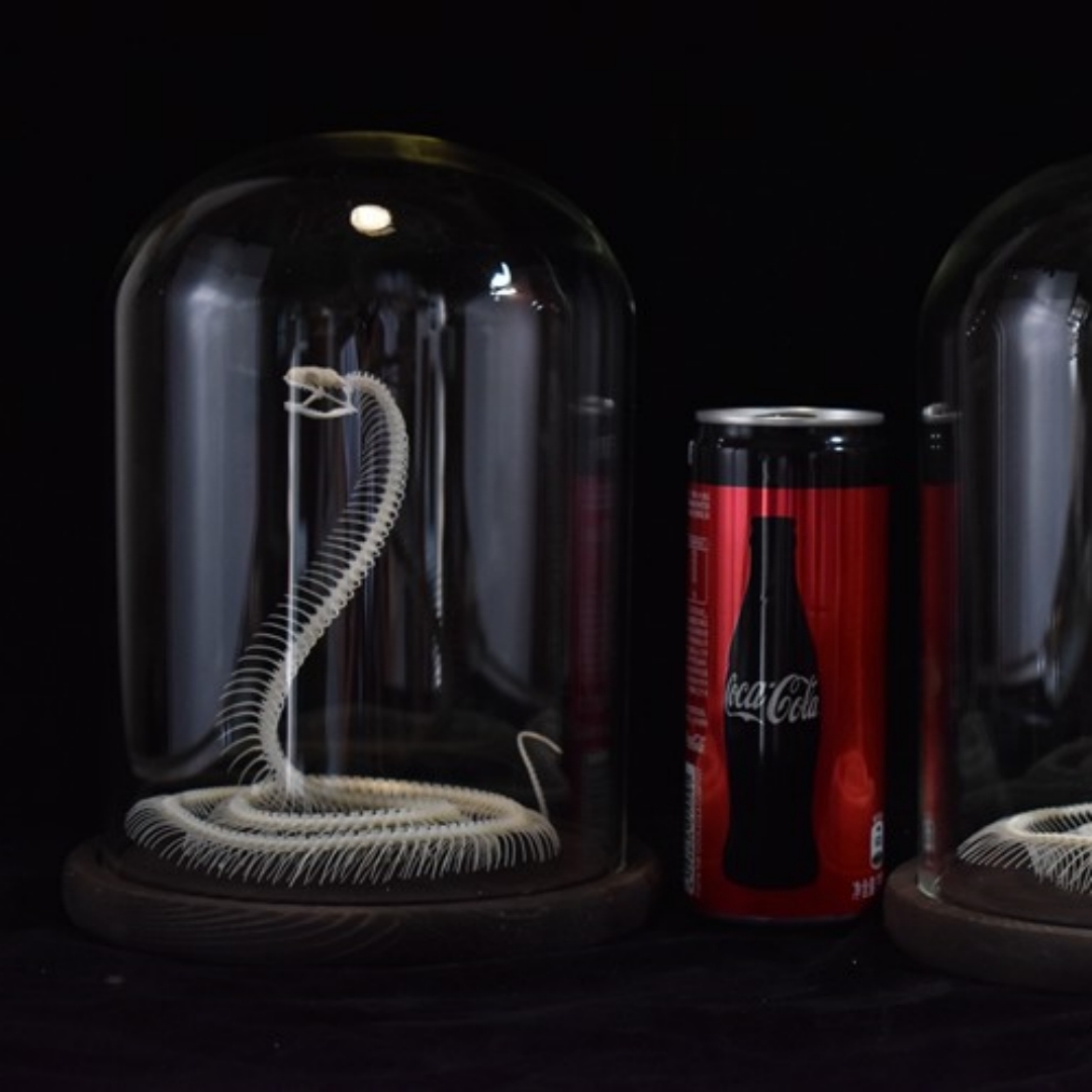 2034 Ascending Serpent Bone Vitrine Occult Zoology Display Mythical Vertebrae Hand Crafted Helical Serpentine Ossuary Art