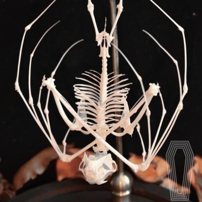 2113 Boutique series bat Bone Taxidermy Home Decoration Hanging Animal Sculpture Collectibles Room Decoration Friends Lovers Birthday Gift