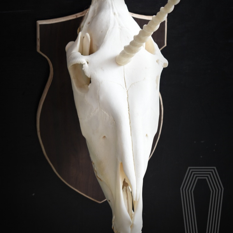 2124 Boutique series Original Unicorn Skull Bone Specimen Teaching Sculpture Animal Crafts Art Collectibles Desktop Ornament Brithday Gift
