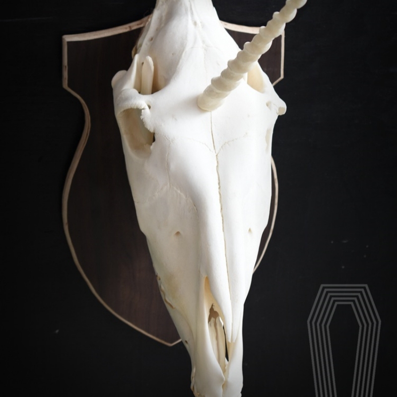 2124 Boutique series Original Unicorn Skull Bone Specimen Teaching Sculpture Animal Crafts Art Collectibles Desktop Ornament Brithday Gift