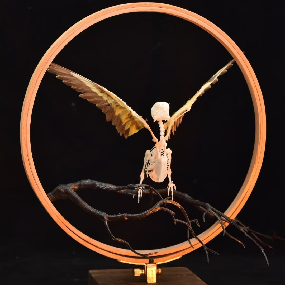 2027 Taxidermy Passerine Ossuary Shadowbox Gothic Anatomy Artifact Articulated Skeletal Artistry Ecclesiastical Bird Bone Assemblage