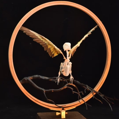 2027 Taxidermy Passerine Ossuary Shadowbox Gothic Anatomy Artifact Articulated Skeletal Artistry Ecclesiastical Bird Bone Assemblage