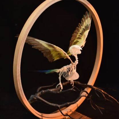 2027 Taxidermy Passerine Ossuary Shadowbox Gothic Anatomy Artifact Articulated Skeletal Artistry Ecclesiastical Bird Bone Assemblage