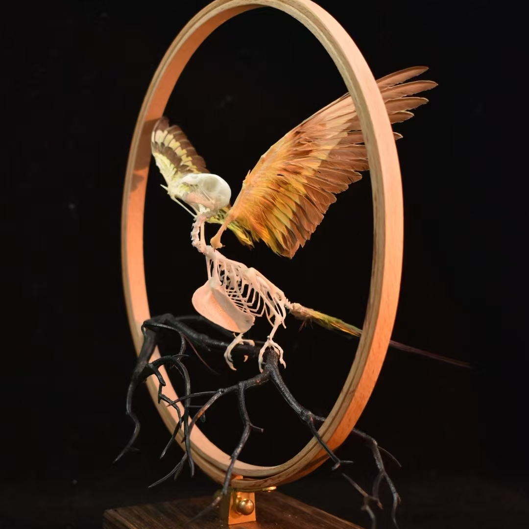 2027 Taxidermy Passerine Ossuary Shadowbox Gothic Anatomy Artifact Articulated Skeletal Artistry Ecclesiastical Bird Bone Assemblage
