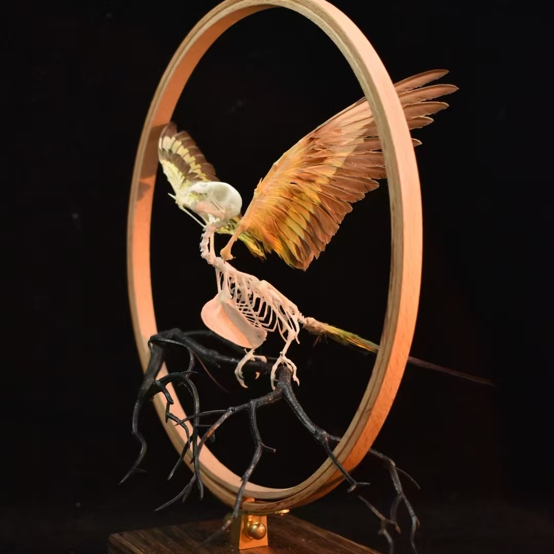 2027 Taxidermy Passerine Ossuary Shadowbox Gothic Anatomy Artifact Articulated Skeletal Artistry Ecclesiastical Bird Bone Assemblage