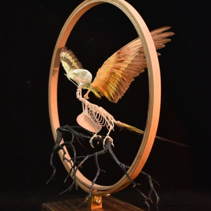 2027 Taxidermy Passerine Ossuary Shadowbox Gothic Anatomy Artifact Articulated Skeletal Artistry Ecclesiastical Bird Bone Assemblage