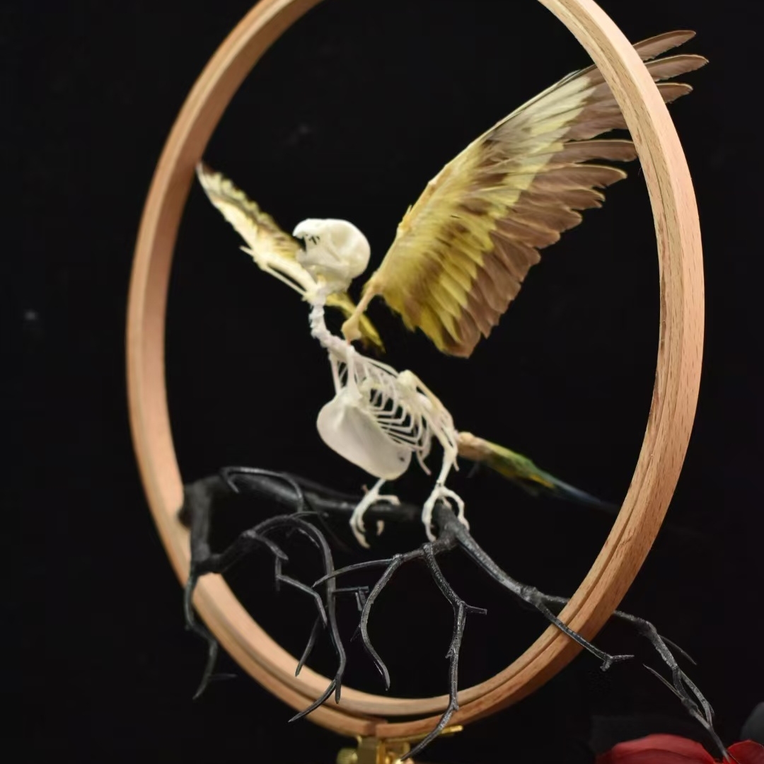 2027 Taxidermy Passerine Ossuary Shadowbox Gothic Anatomy Artifact Articulated Skeletal Artistry Ecclesiastical Bird Bone Assemblage