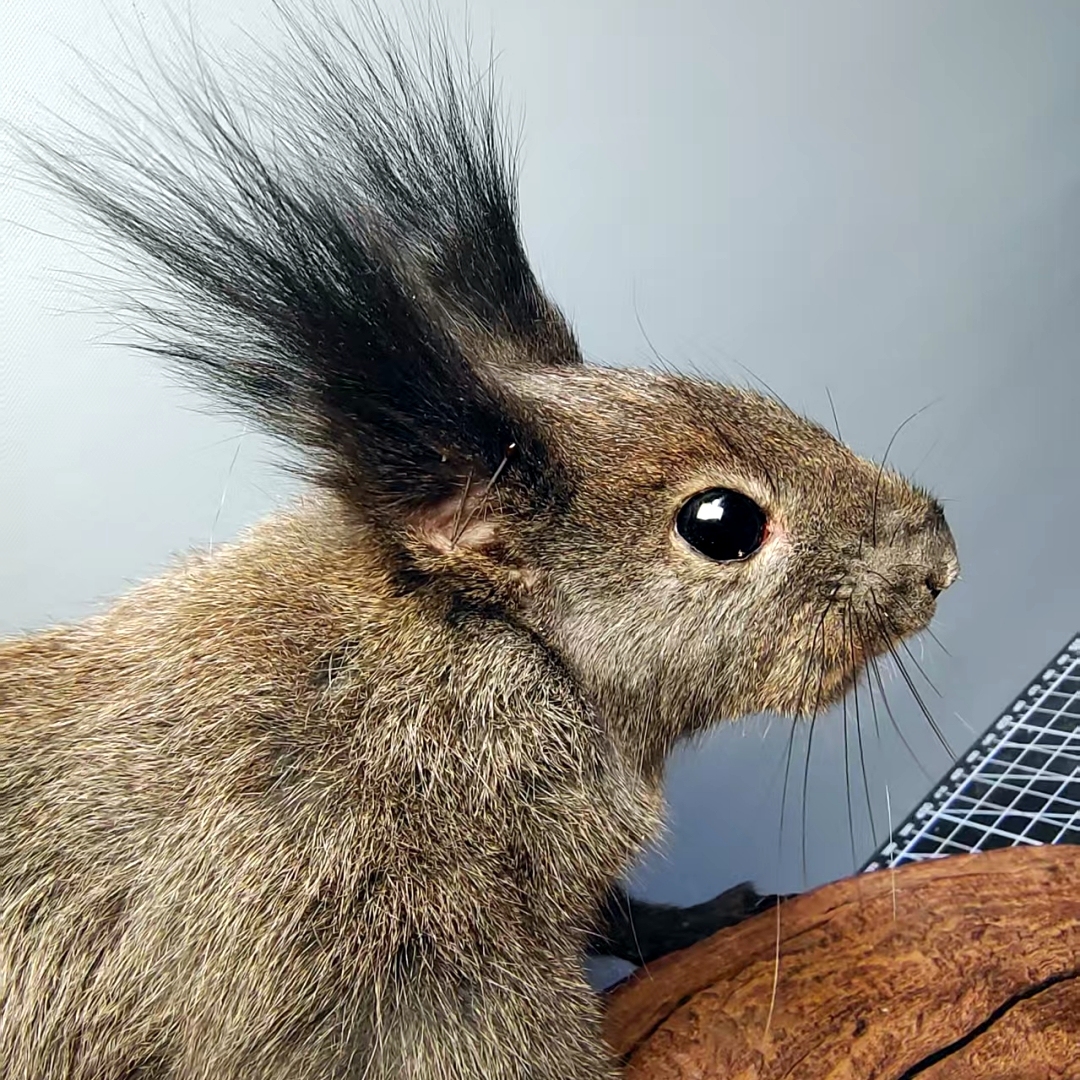 2056 Boutique series Lizard squirrel Taxidermy Animal Specimen Art Home Decor Handmade Craft for Reptile Collectors Gothic Halloween Christmas Gift