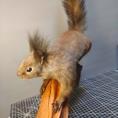 2056 Boutique series Lizard squirrel Taxidermy Animal Specimen Art Home Decor Handmade Craft for Reptile Collectors Gothic Halloween Christmas Gift