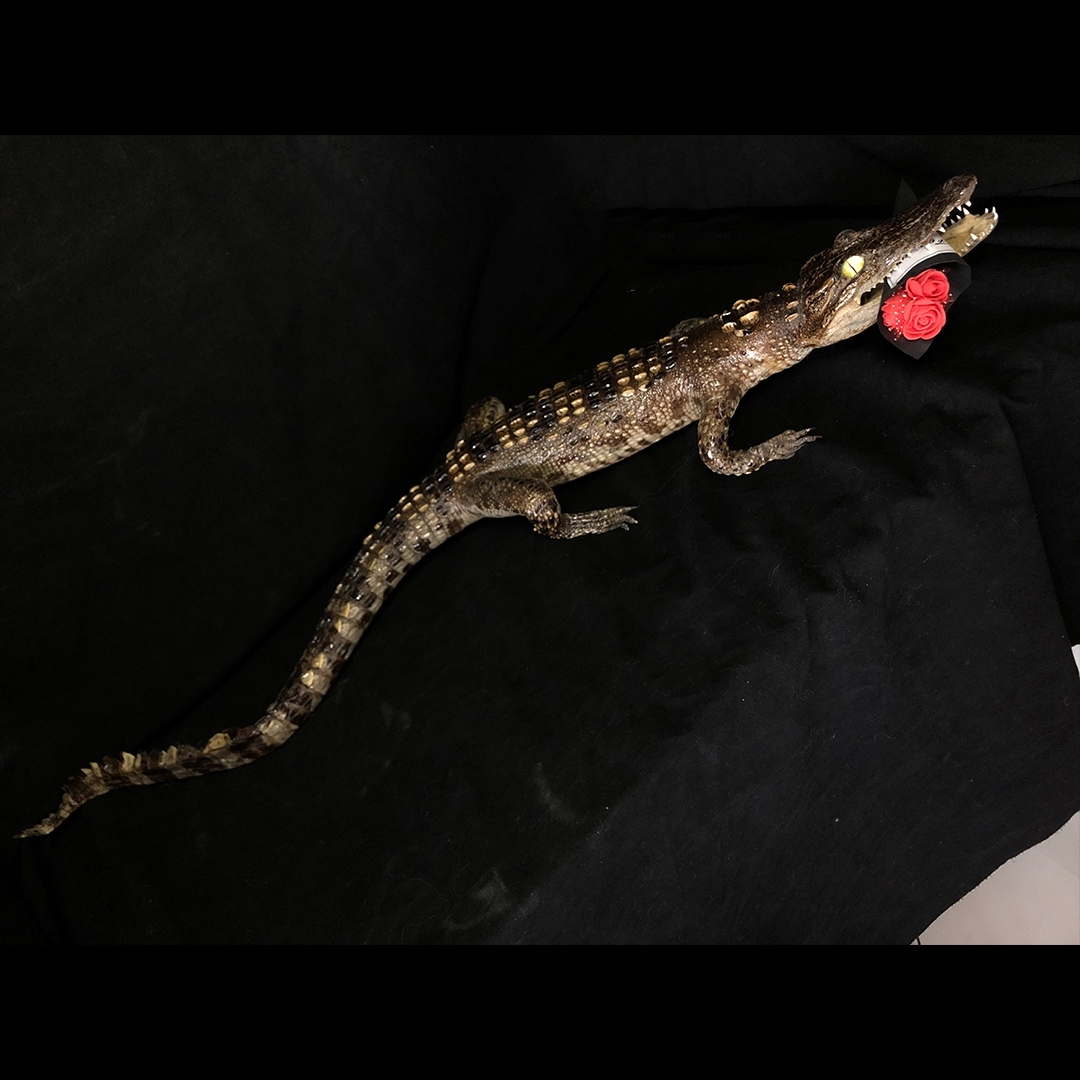 2200 Super 1M Crawling Crocodile Specimen Handmade Customized Dark Style Halloween Horror Resin Artwork Creative Birthday Gifts