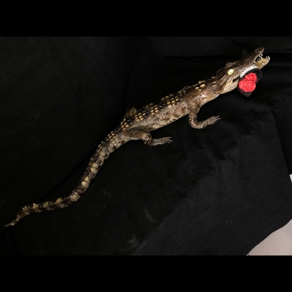 2200 Super 1M Crawling Crocodile Specimen Handmade Customized Dark Style Halloween Horror Resin Artwork Creative Birthday Gifts