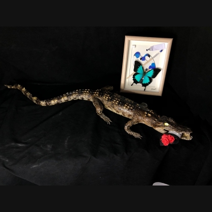 2200 Super 1M Crawling Crocodile Specimen Handmade Customized Dark Style Halloween Horror Resin Artwork Creative Birthday Gifts