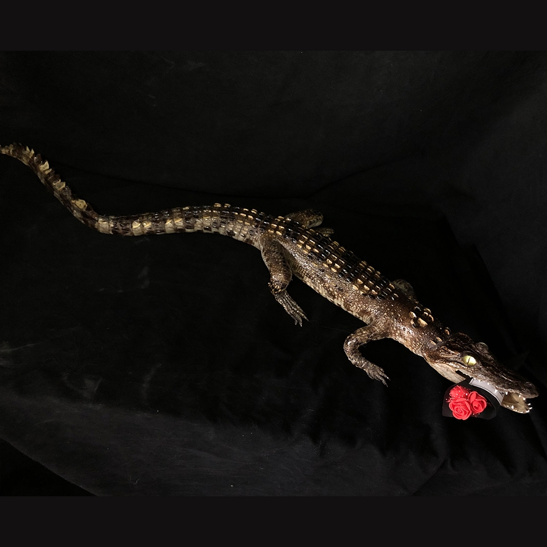 2200 Super 1M Crawling Crocodile Specimen Handmade Customized Dark Style Halloween Horror Resin Artwork Creative Birthday Gifts