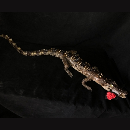 2200 Super 1M Crawling Crocodile Specimen Handmade Customized Dark Style Halloween Horror Resin Artwork Creative Birthday Gifts