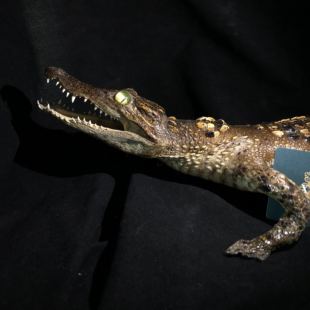 2200 Super 1M Crawling Crocodile Specimen Handmade Customized Dark Style Halloween Horror Resin Artwork Creative Birthday Gifts