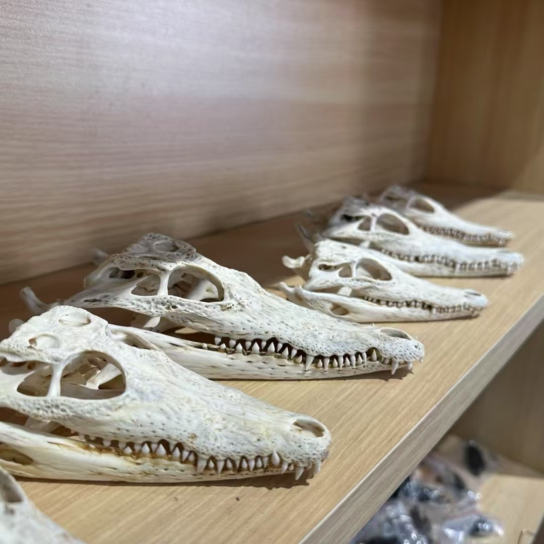 2128 Wholesale 1/5/10 Pcs Gothic Alligator Animal Skull Taxidermy Decor Figurines Horror Craft Ornament Gift for Halloween Christmas Party