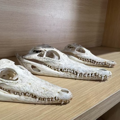 2128 Wholesale 1/5/10 Pcs Gothic Alligator Animal Skull Taxidermy Decor Figurines Horror Craft Ornament Gift for Halloween Christmas Party