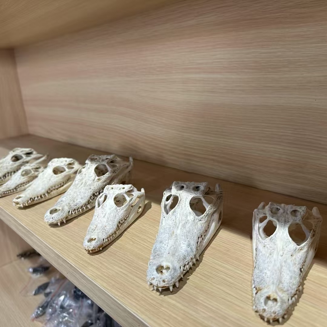 2128 Wholesale 1/5/10 Pcs Gothic Alligator Animal Skull Taxidermy Decor Figurines Horror Craft Ornament Gift for Halloween Christmas Party