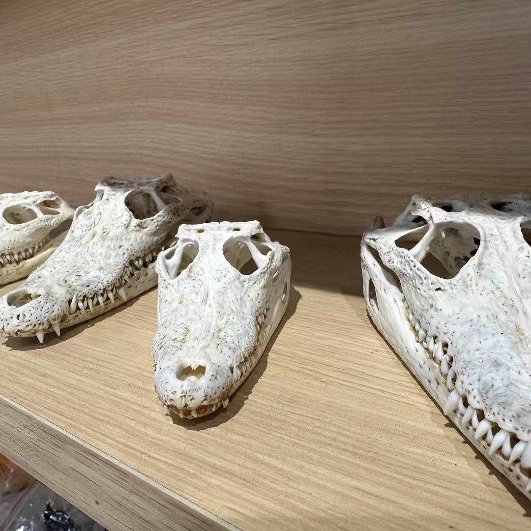 2128 Wholesale 1/5/10 Pcs Gothic Alligator Animal Skull Taxidermy Decor Figurines Horror Craft Ornament Gift for Halloween Christmas Party