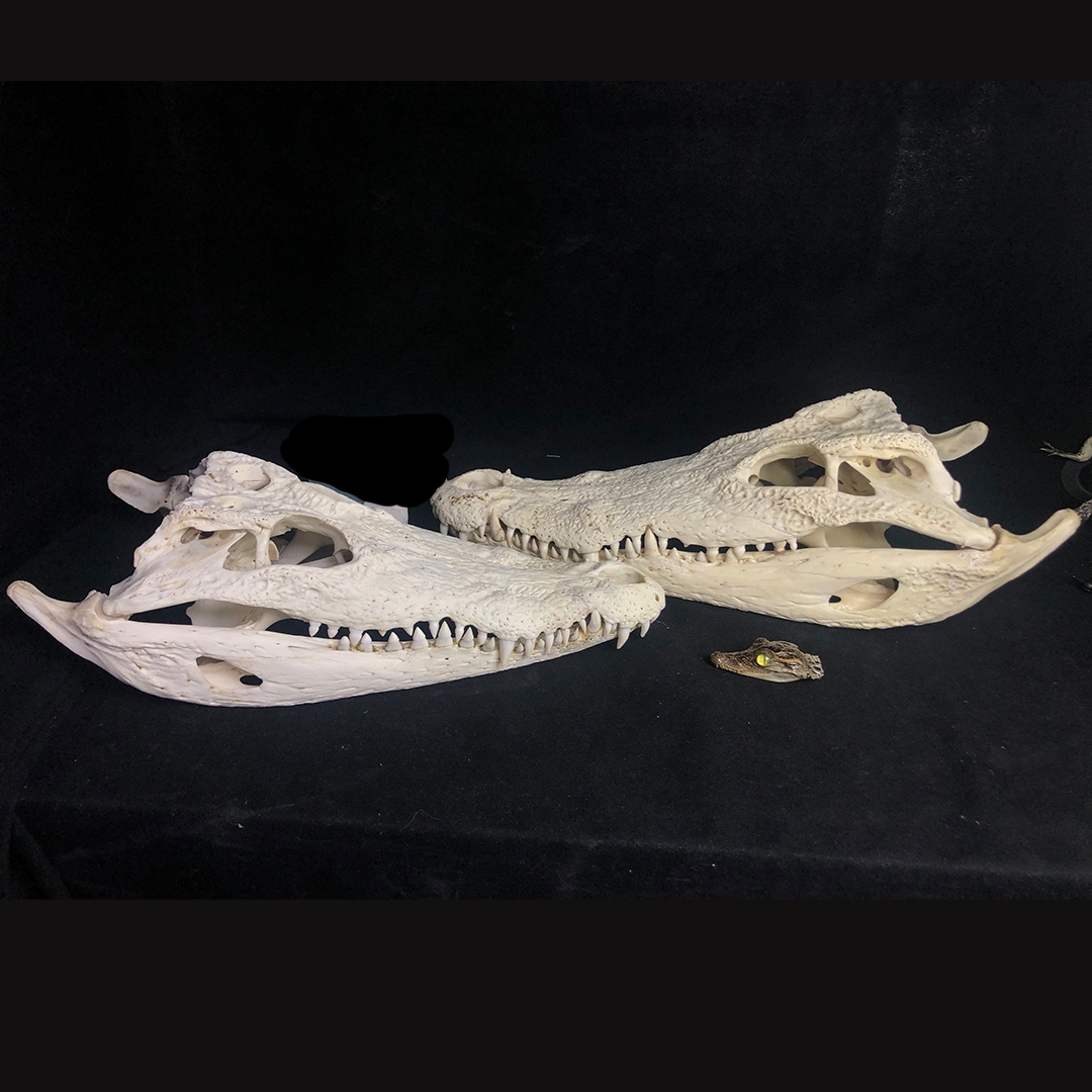 2128 Wholesale 1/5/10 Pcs Gothic Alligator Animal Skull Taxidermy Decor Figurines Horror Craft Ornament Gift for Halloween Christmas Party