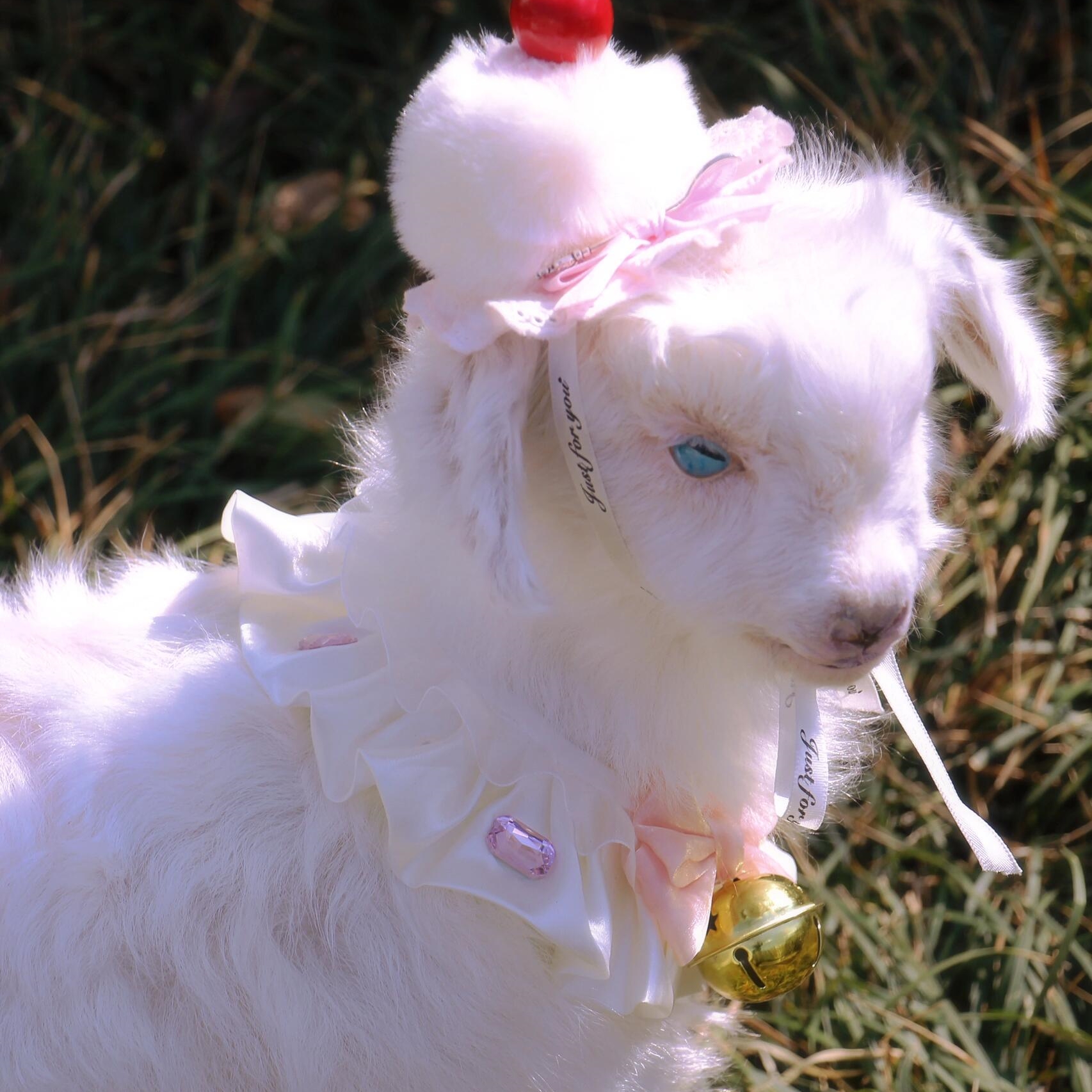 2121 Boutique series Handmade Sweet Lamb Taxidermy Display Gothic Farmhouse Decor Collector's Curio Odorless Global Express Creative Gift